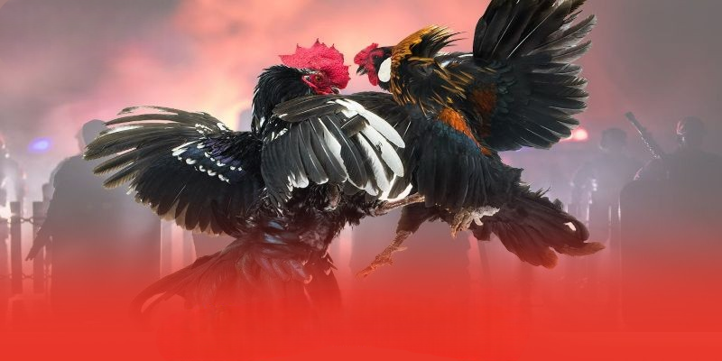 Đá Gà VOKBET – Trải Nghiệm Đấu Trường Trực Tiếp Sôi Động